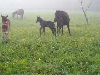 Quintana Del Caleyo Camuño